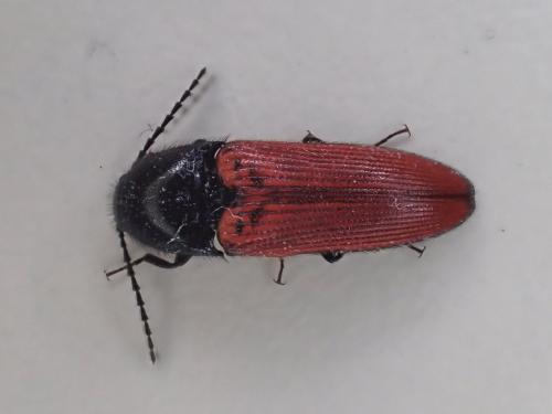 Réf. 282 908 : Ampedus rufipennis