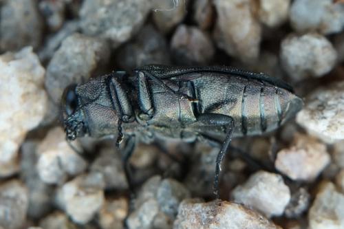 Anthaxia sepulchralis