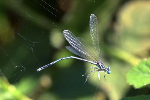 Platycnemis pennipes