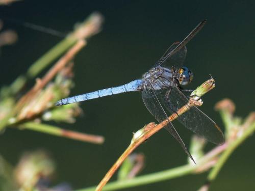Réf. 282 826 : Orthetrum coerulescens