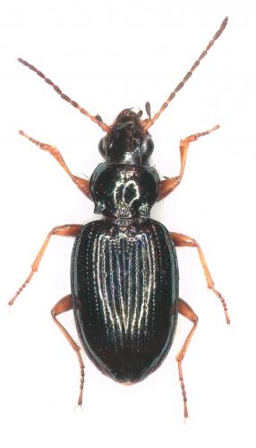 Réf. 282 782 : Bembidion deletum
