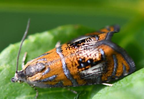 Réf. 282 636 : Olethreutes arcuella
