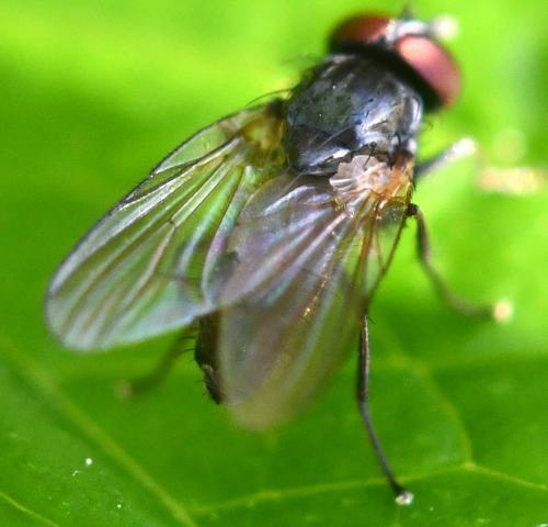 Fannia sp.