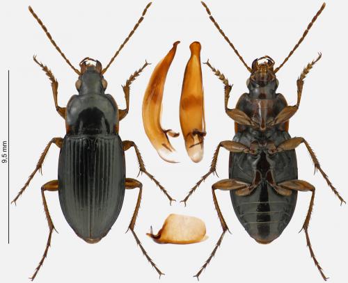 Calathus erratus