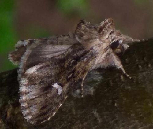 Calophasia lunula