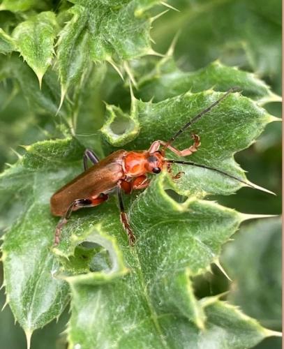 Réf. 282 767 : Cantharis livida
