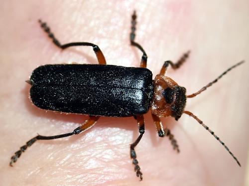 Réf. 282 507 : Cantharis rustica