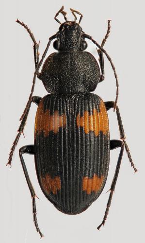 Craspedophorus mouhotii
