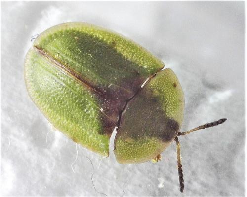 Cassida sp.