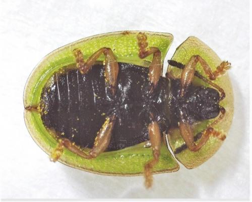 Cassida sp.