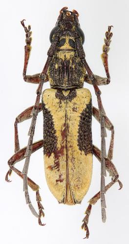 Réf. 282 493 : Xoanodera regularis