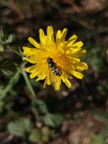 Chrysotoxum sp.