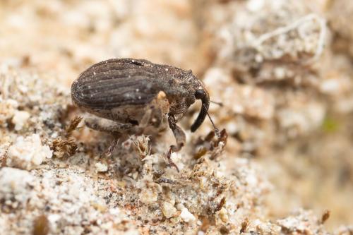Réf. 282 515 : Stenocarus ruficornis