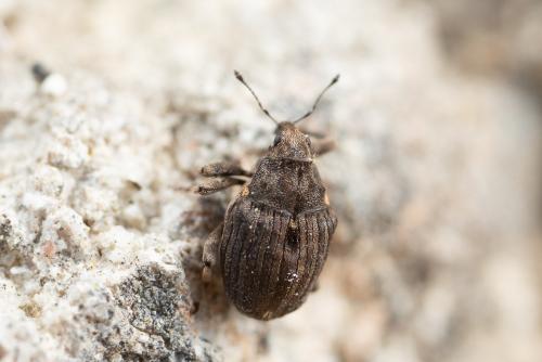 Réf. 282 514 : Stenocarus ruficornis