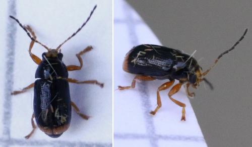 Réf. 282 785 : Cryptocephalus chrysopus