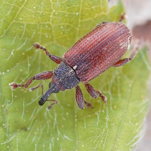 Réf. 282 266 : Bradybatus sp.