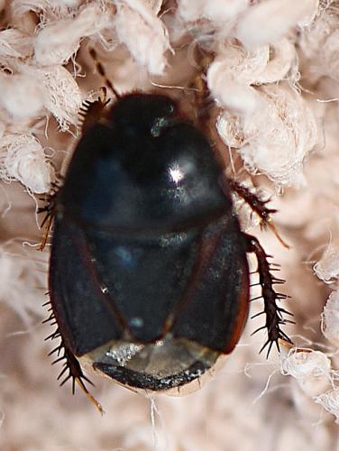 Microporus nigrita