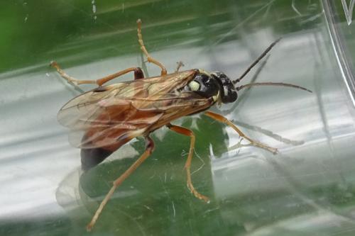Réf. 282 759 : Tenthredopsis stigma
