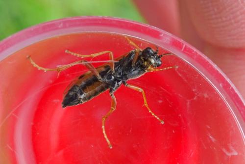 Réf. 282 758 : Tenthredopsis stigma