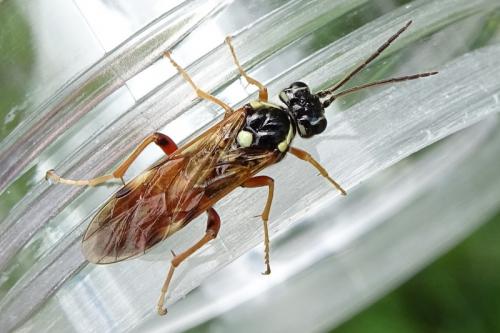 Réf. 282 757 : Tenthredopsis stigma