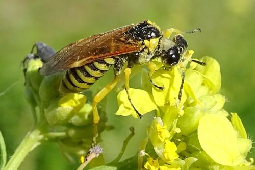 Elinora baetica dominiquei