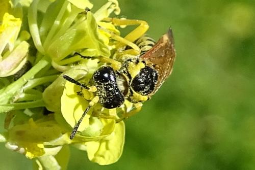 Réf. 282 955 : Elinora baetica dominiquei