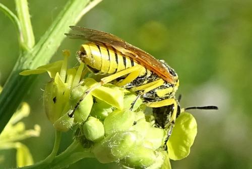 Réf. 282 957 : Elinora baetica dominiquei