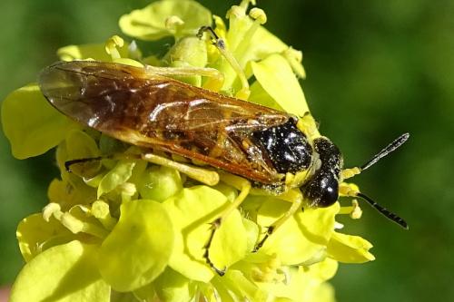 Réf. 282 956 : Elinora baetica dominiquei