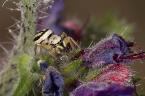 Réf. 282 857 : Heliophanus melinus
