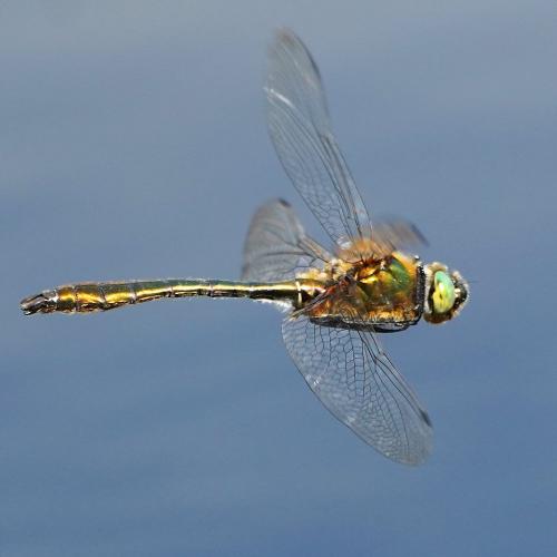 Réf. 282 659 : Cordulia aenea