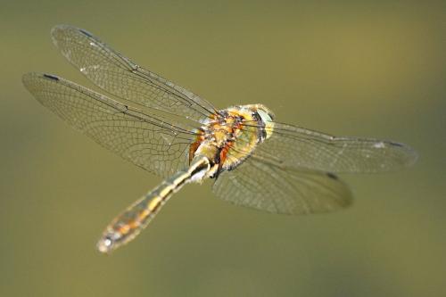 Cordulia aenea