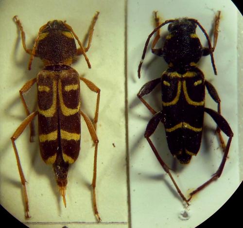 Xylotrechus sp.