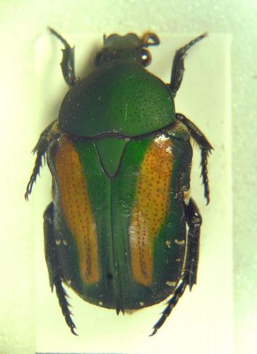 Glycyphana festiva