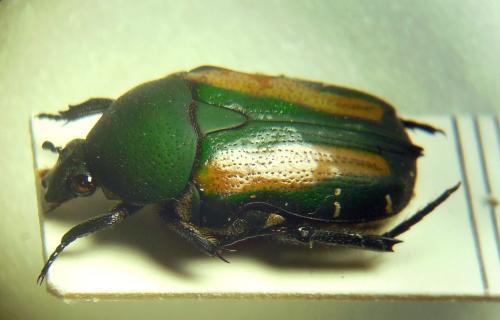 Glycyphana festiva