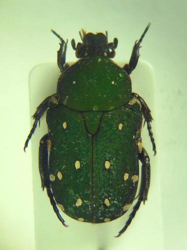 Glycyphana sp.