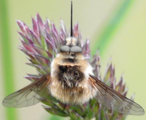 Bombylius sp.