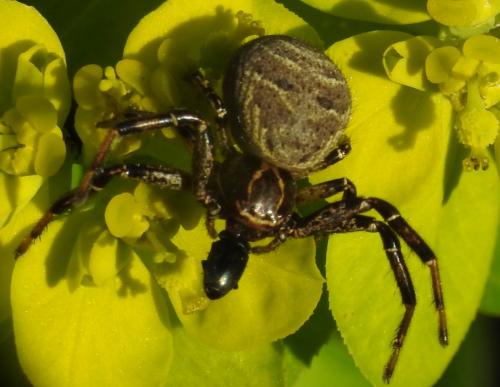 Réf. 282 982 : Xysticus sp.