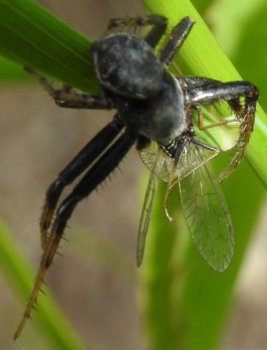 Xysticus sp.