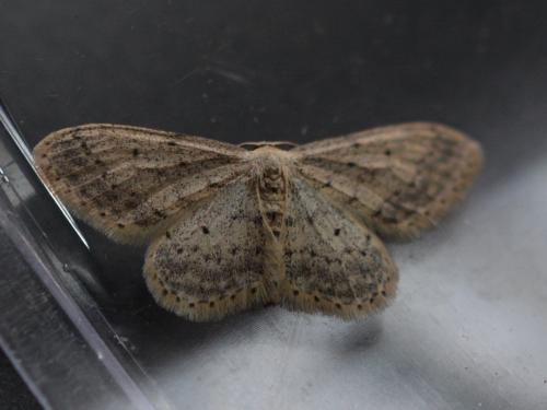 Réf. 282 245 : Idaea seriata