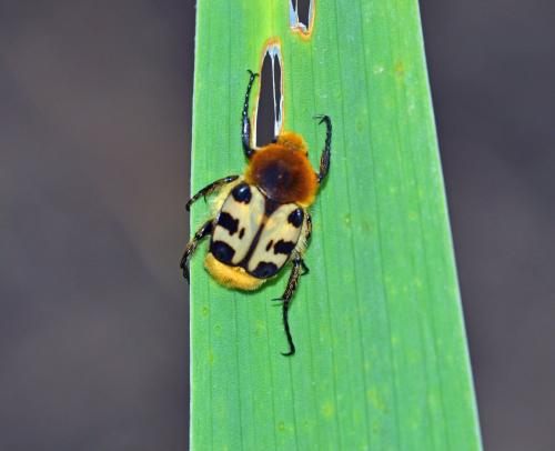 Réf. 282 083 : Trichius sp.
