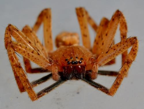 Olios argelasius