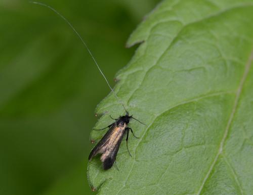 Adela sp.