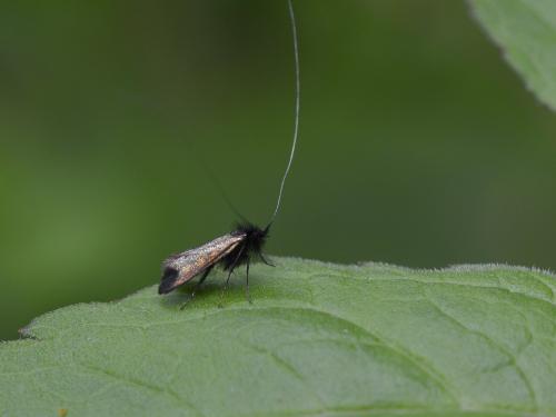 Adela sp.