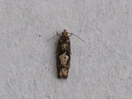 Réf. 282 155 : Epinotia immundana