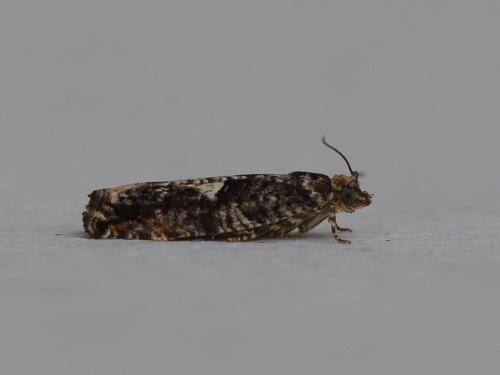 Réf. 282 156 : Epinotia immundana