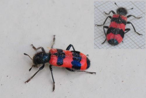 Trichodes apiarius