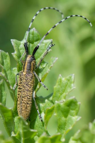 Réf. 282 862 : Agapanthia villosoviridescens