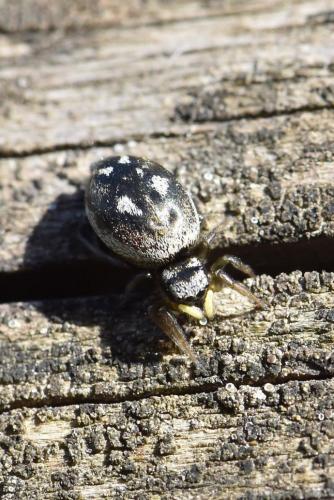 Réf. 282 043 : Heliophanus apiatus