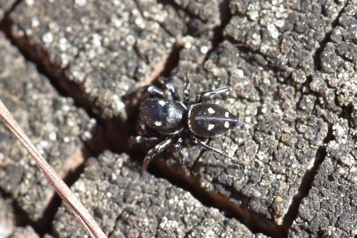 Réf. 282 045 : Heliophanus apiatus