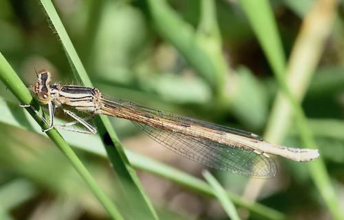 Réf. 282 344 : Platycnemis acutipennis